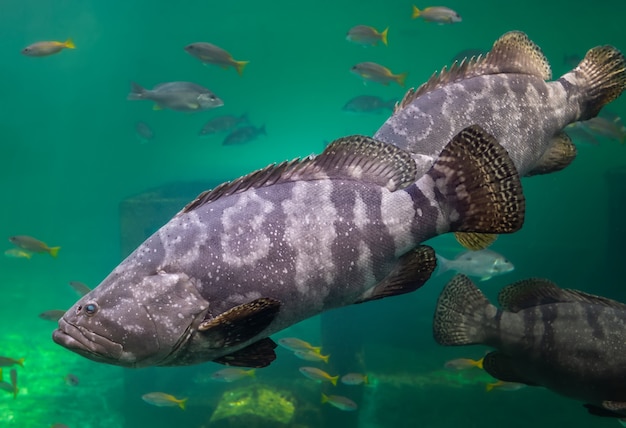 Reuze tandbaars of bruin gevlekte tandbaars vissen zwemmen onder groen zeewater