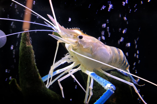 Foto reuze zoetwatergarnaal of reusachtige riviergarnalen in tank.