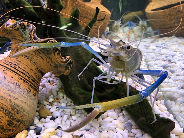 Reuze zoetwatergarnaal of reusachtige riviergarnalen in tank.