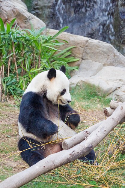 Reuze zwart-witte panda die bamboebladeren eet in de dierentuin, in Hong Kong Ocean Park.