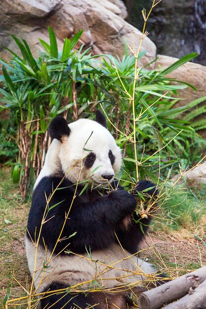 Reuze zwart-witte panda die bamboebladeren eet in de dierentuin van het Ocean Park in Hong Kong.