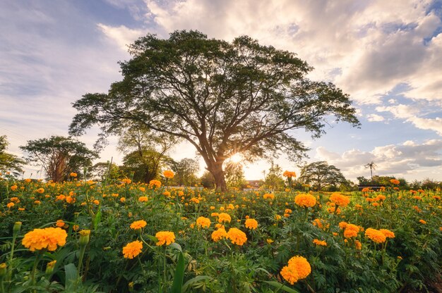 Reuzebomenboom in de goudsbloemtuin van de bloesem bij avond