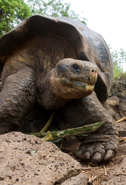 Reuzen Galapagos Schildpad Galapagos Eilanden Ecuador