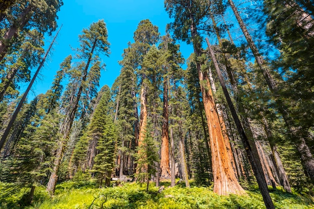 Reuzenbomen op een zomermiddag in Sequoia National Park California