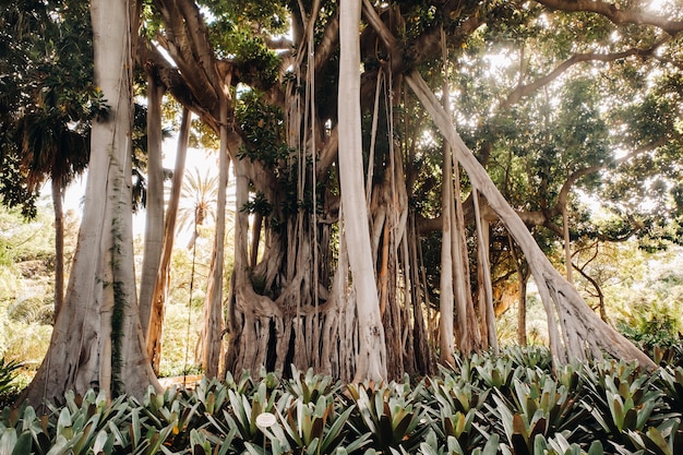 Reuzenficus, tropische planten van de botanische tuin, Puerto de la Cruz in Tenerife, Canarische Eilanden, Spanje,