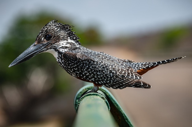 Reuzenijsvogel Megaceryle Maxima