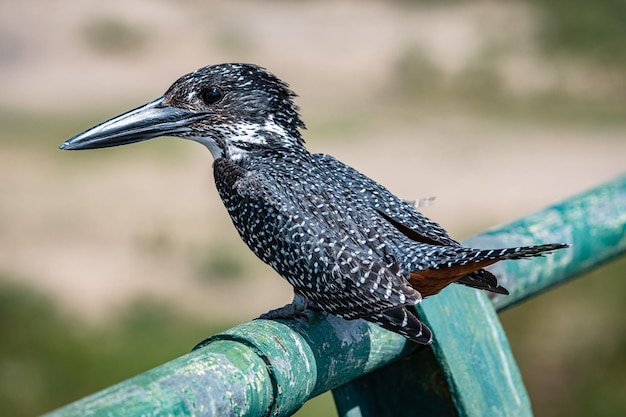 Reuzenijsvogel Megaceryle Maxima