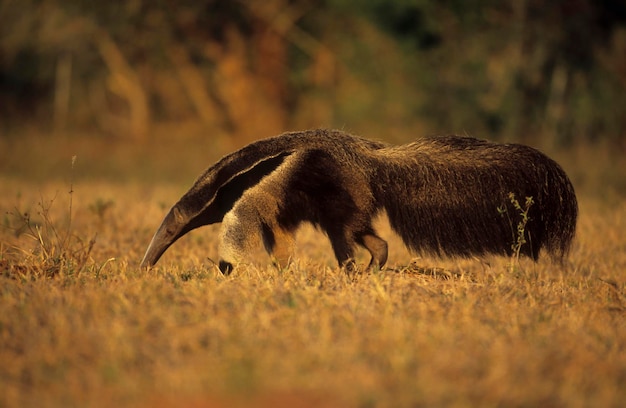 Reuzenmiereneter Myrmecophaga tridactyla Pantanal Brazilië Zuid-Amerika