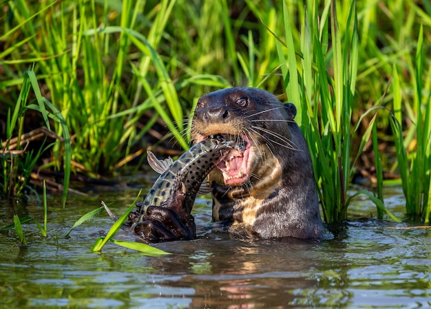 Reuzenotter eet vis in water