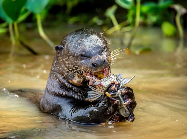 Reuzenotter eet vis in water