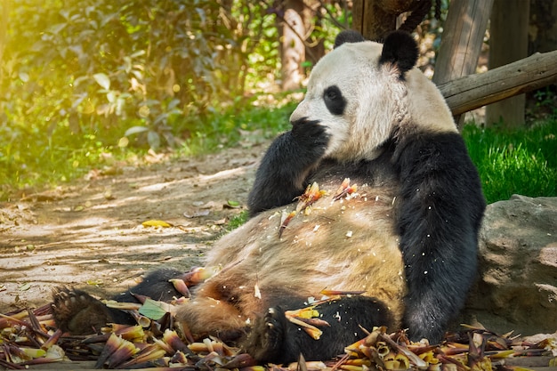 Reuzenpanda beer in China