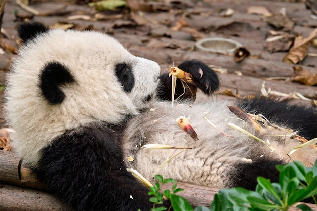 Reuzenpanda beer in China