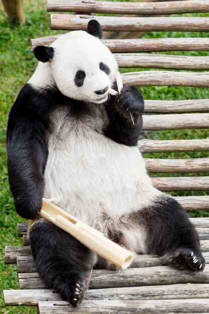 Foto reuzenpanda eet bamboe in de natuur