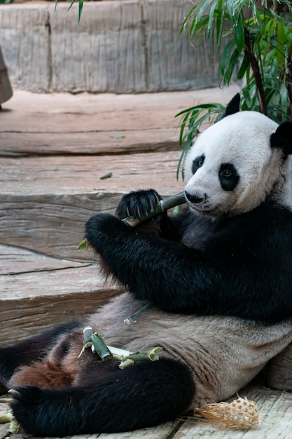 Reuzenpanda eet bamboe in het park.