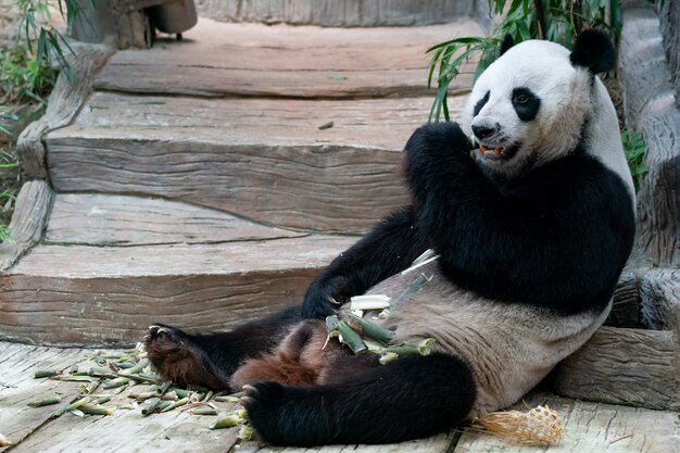 Reuzenpanda eet bamboe in het park.