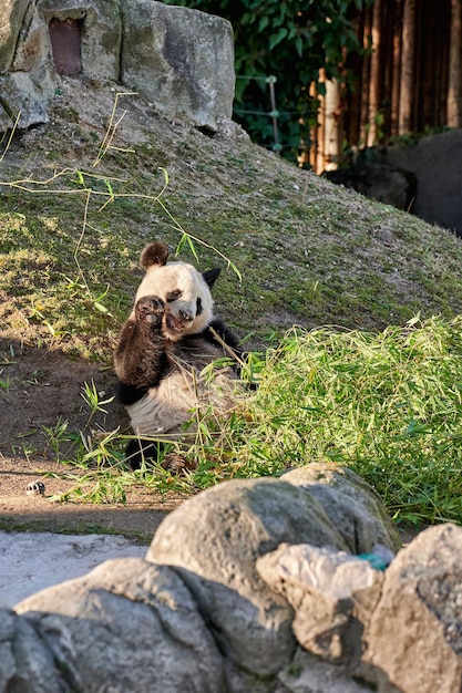 Reuzenpanda in gevangenschap bamboetakken brekend met zijn kaken om ze op te eten