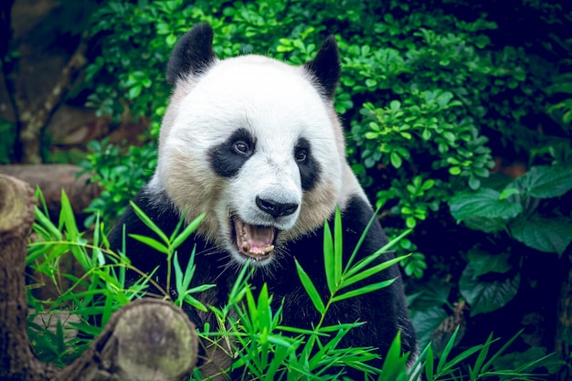 Reuzenpanda in groene jungle bos