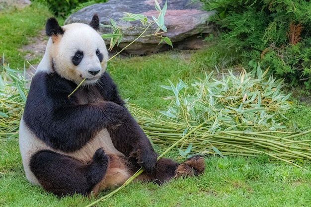 Reuzenpanda's eten bamboe.