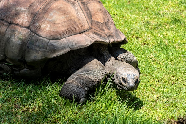 Reuzenschildpad Aldabrachelys gigantea foerageren naar voedsel in het veld rustend in de schaduw van een boom mexico