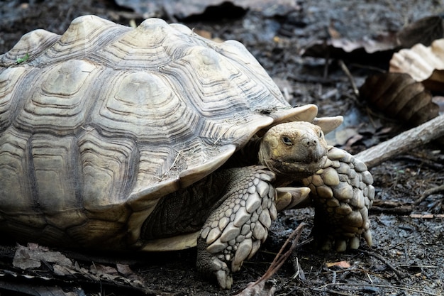 Reuzenschildpad in dierentuin