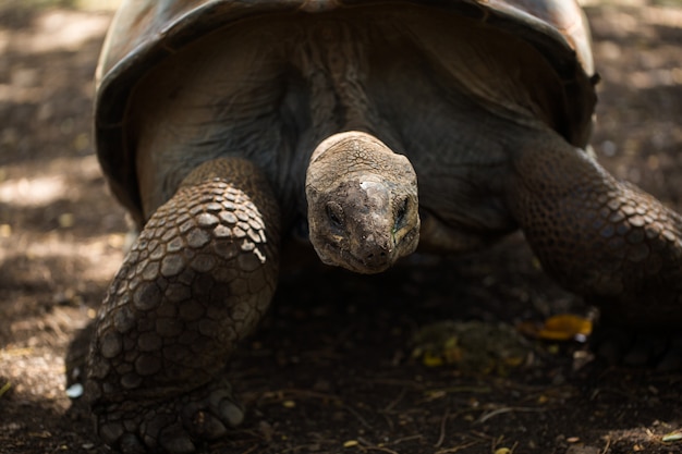 Reuzenschildpad in Mauritius.