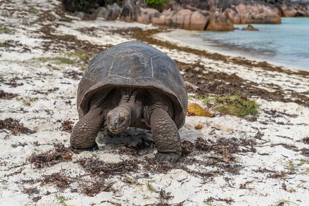 Reuzenschildpad van de Seychellen