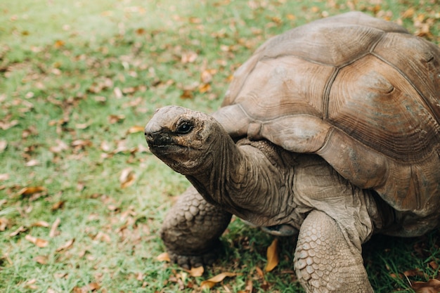 Reuzenschildpadden Dipsochelys gigantea in een tropisch park op het eiland Mauritius in de Indische Oceaan.