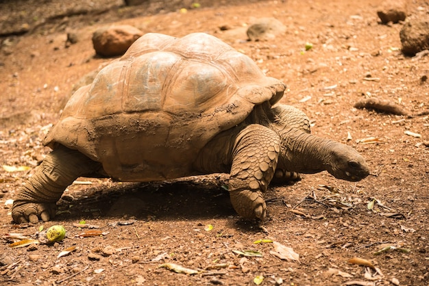 Reuzeschildpadden (gigantea dipsochelys) in tropisch park in mauritius