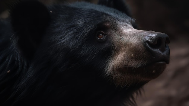 Revealing the Spirit of the Sloth Bear