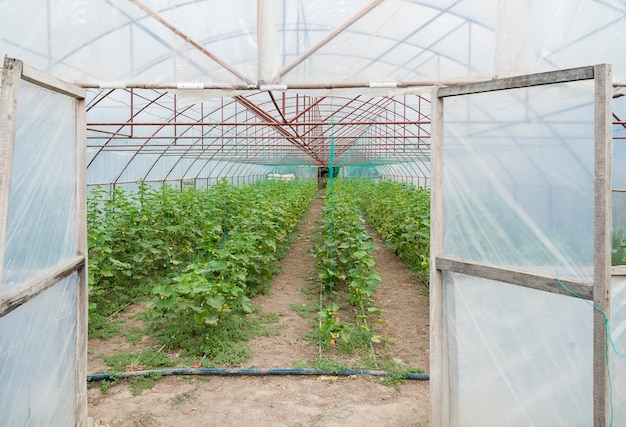Revolutionizing Agriculture The Future of Food Production with Greenhouse Technology