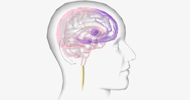 Reward Pathway in the Brain