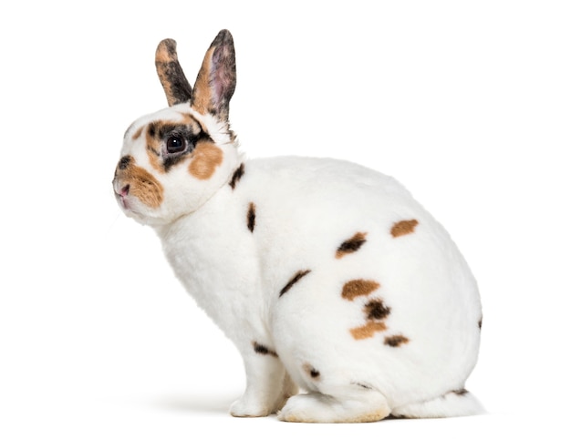 Rex Dalmatian Rabbit sitting against white background