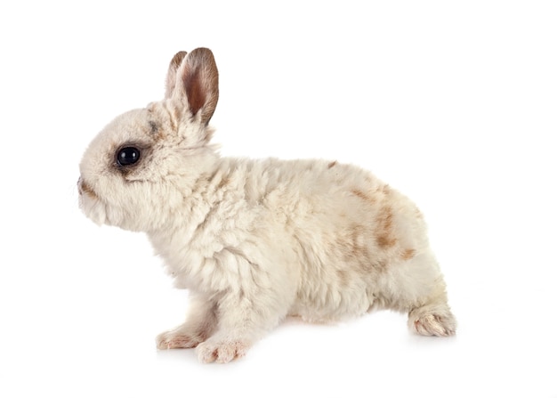 Rex konijn voor witte achtergrond