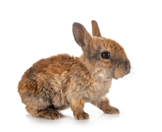 Rex rabbit in front of white background