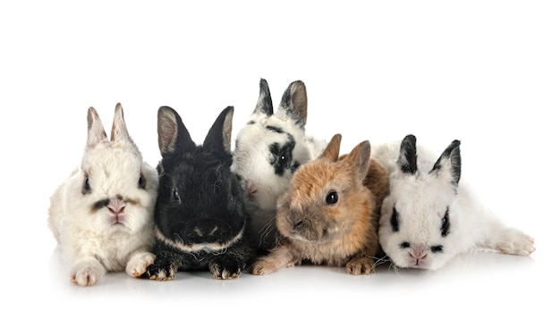 Rex rabbits in front of white background