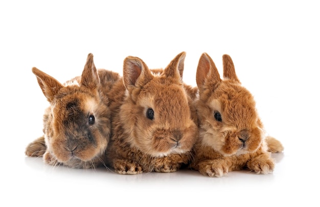 Rex rabbits in front of white background