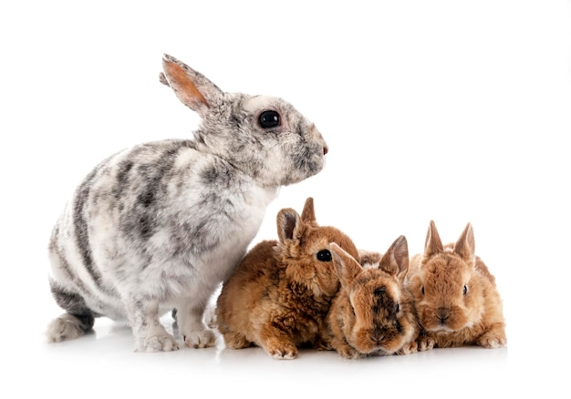 Rex rabbits in front of white background