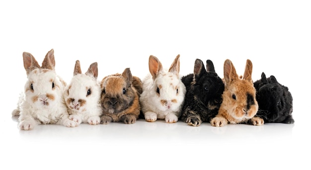 Rex rabbits in front of white background