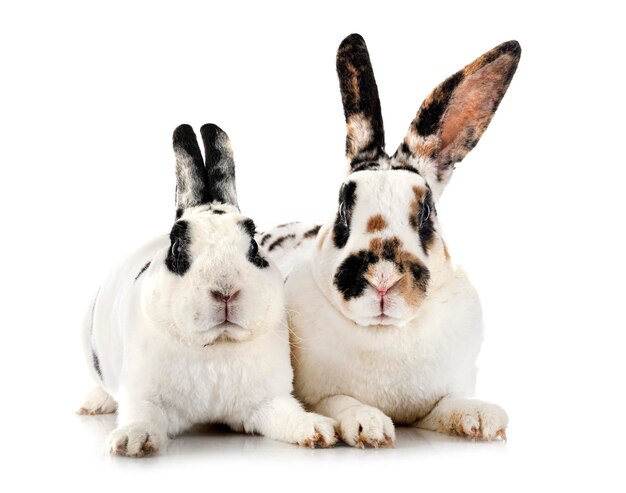 Rex rabbits in front of white background