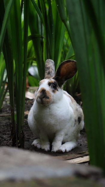 Rex rhinelander rabbit in the green garden sitting and watching curiously