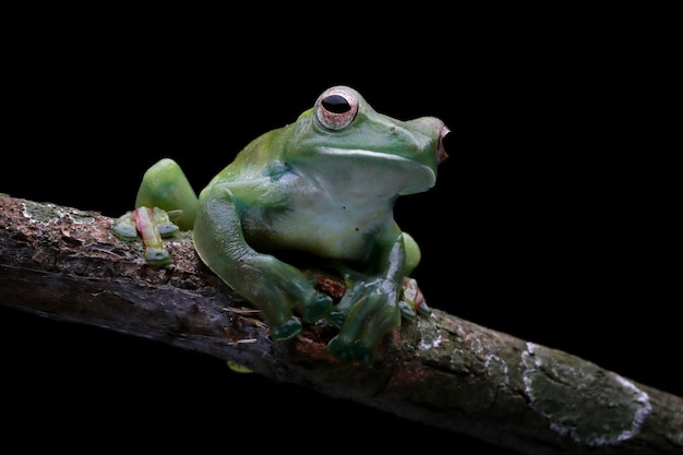 Rhacophorus dulitensis closeup on branch