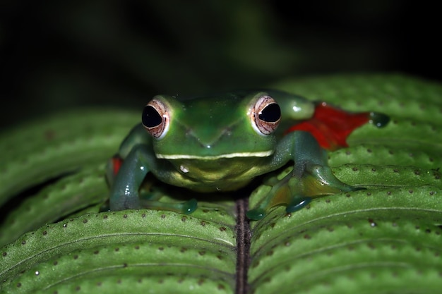 녹색 잎에 Rhacophorus dulitensis 근접 촬영