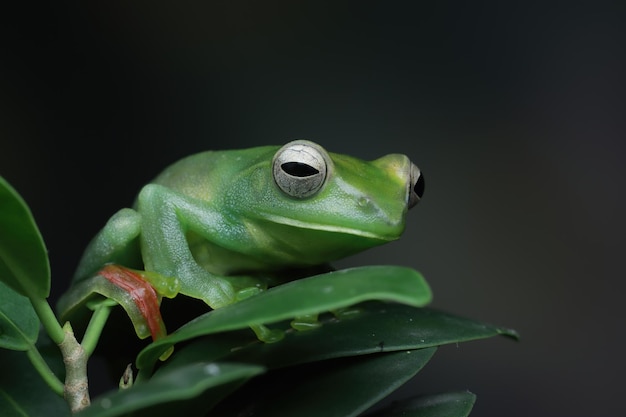 Rhacophorus dulitensis крупным планом на зеленых листьях