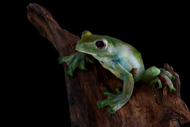 Rhacophorus prominanus or the malayan flying frog closeup on wood