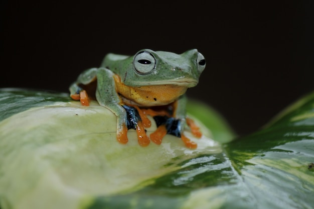 Rhacophorus reinwardtii、葉の上で飛んでいるアマガエル