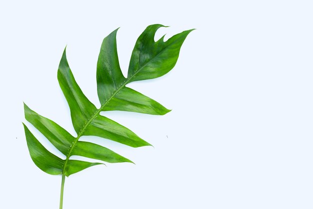 Rhaphidophora tetrasperma mini monstera green leaves