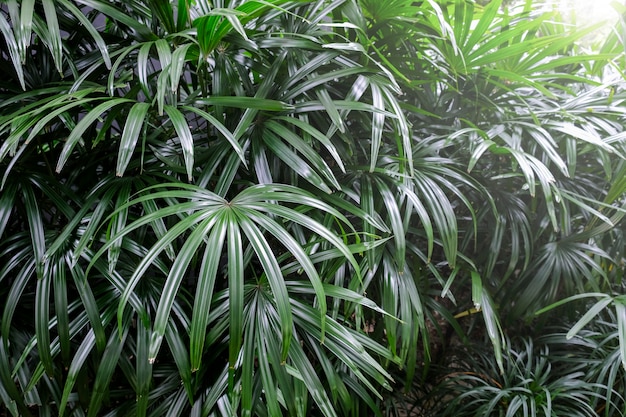 Rhapis excelsa of Lady-palmboom op de achtergrond van tuin tropische bladeren