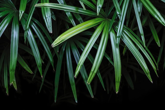 Rhapis excelsa of Lady-palmboom op de achtergrond van tuin tropische bladeren