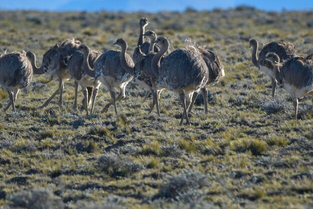 Rhea americana - De pampean rhea, is een soort van strutioniforme vogel van de Rheidae-familie.