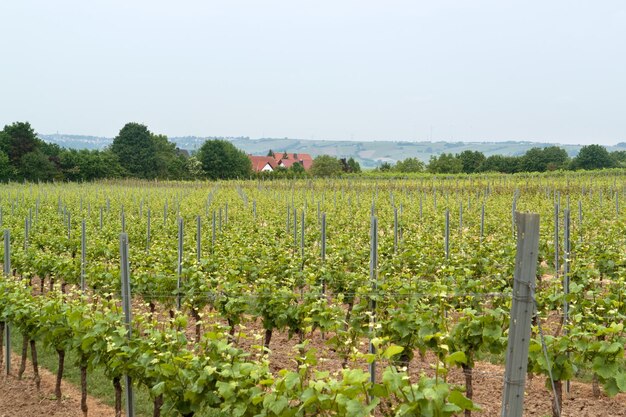 Rheinhessen